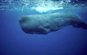 Breathing Collection: Sperm whale Near the Azores Islands (Portugal). North Atlantic Ocean