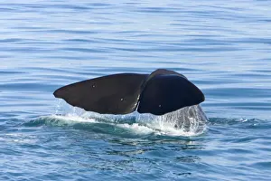 Sperm whale. Off Kaikoura - South Island - New Zealand