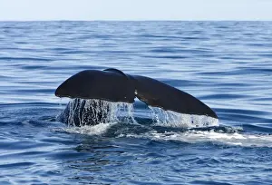 Whales And Dolphin Prints: Sperm whale. Off Kaikoura - South Island - New Zealand