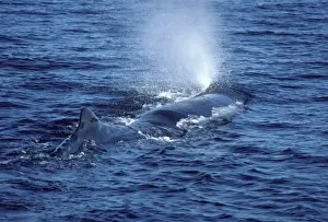 Sperm whale Photographed in the Gulf of California (Sea of cortez), Mexico CC 471