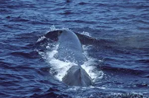 Sperm whale Photographed in the Gulf of California (Sea of Cortez), Mexico CC 494