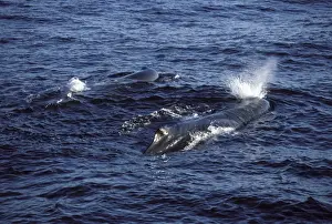 Sperm whale Photographed in the Gulf of California (Sea of Cortez), Mexico CC 509