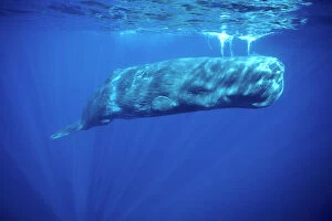 Breathing Collection: Sperm whale Photographed off the Azores Islands, Atlantic Ocean