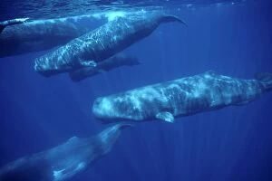 Sperm whale - pod underwater