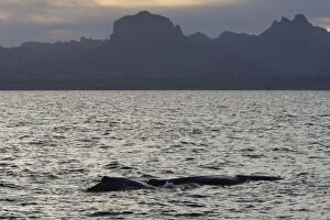 Toothed Whale Collection: Sperm Whale - Sea of Cortez - Baja California - Mexico