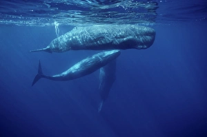 Sperm whale