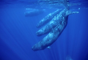 Sperm whale
