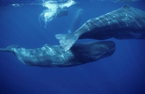 FG-ck-90 Sperm whale - Social group of females and youngs Azore Islands (Portugal), North Atlantic Ocean Physeter macrocephalus Calf swimming under mother's tail. Other pod members visible in background. Francois Gohier Please note that prints are for personal display purposes only and may not be reproduced in any way Sperm whale - Social group of females and youngs