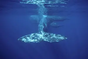 Azores Prints: Sperm whale - Social group. Note Killer whale tooth marks / bites on flukes