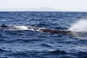 Images Dated 21st June 2007: Sperm Whale. The Strait of Gibraltar - Spain