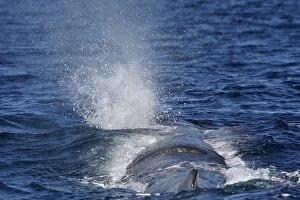 Images Dated 27th June 2007: Sperm Whale. The Strait of Gibraltar - Spain
