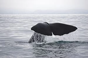 Sperm Whale - tail fluke shedding water droplets as it dives