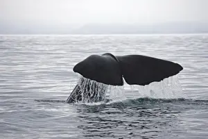 South Island Prints: Sperm Whale - tail fluke shedding water droplets as it dives off Kaikoura South Island New Zealand