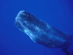 Sperm Whale Underwater Bahamas