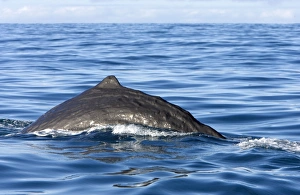 Sperm whale