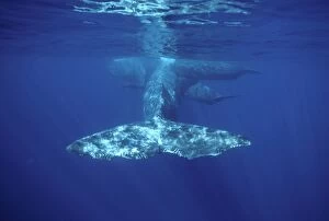 Sperm Whales - Killer Whale / Orca tooth marks on tail