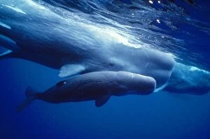 Images Dated 25th October 2010: Sperm Whales - mother, daughters and new calf - Azores