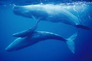 SPERM WHALES - Mother, daughters & new calf