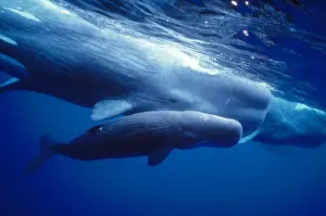 Azores Prints: Sperm Whales - mother, daughters and new calf - Azores
