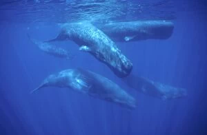 Sperm Whales - Pod Underwater