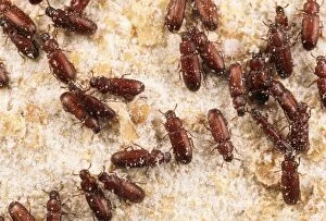 SPH-1200 Flour Beetles - stored product pest