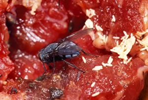 SPH-130 BLUEBOTTLE / Blowfly - laying eggs on meat