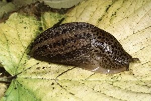 Sph-1348 Great Grey Slug / Leopard Slug - on Leaf