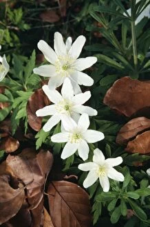 SPH-269 WOOD ANEMONE - four flowers