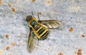 SPH-2770 Bee FLY - basking (note wing venation)
