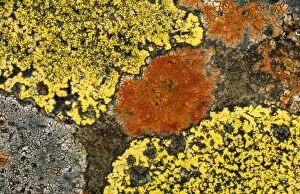 SPH-2894 Crustose LICHENS - on dry stone wall
