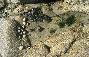 SPH-3094 ROCK POOL - with limpets, barnacles and seaweed