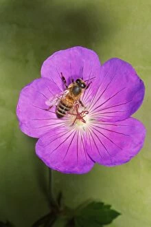 SPH-3145 Honeybee - collecting pollen