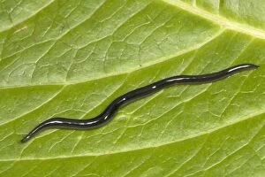 SPH-3386 Snake-headed Flatworm (3 cm in length)
