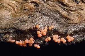 SPH-376 Coral Spot Fungus - on rotten beech log