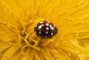 SPH-793 14-spot Ladybird - on Dandelion flower