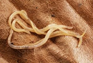 SPH-937 Enchytraeid Worms