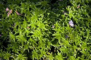 Bogs Prints: Sphagnum Moss - Close up of specimen growing in a bog, Dorset, England, UK