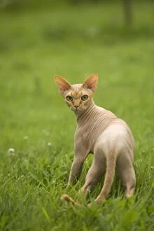 Images Dated 29th June 2005: Sphynx Cat