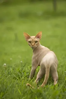 Sphynx Prints: Sphynx Cat