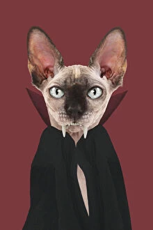 Quirky Gallery: Sphynx Cat, dresssed as Dracula