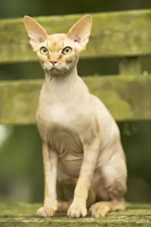 Sphynx Cat - sitting