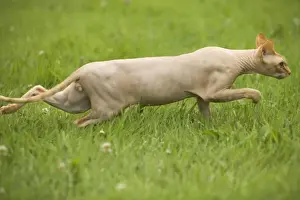 Sphynx Prints: Sphynx Cat - stalking