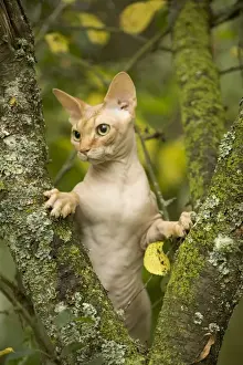 Bald Prints: Sphynx Cat - in tree