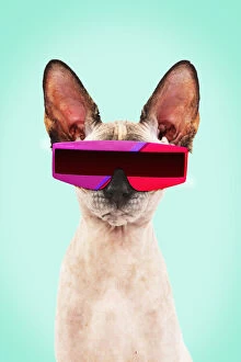 Images Dated 31st March 2020: Sphynx Cat, wearing futuristic sunglasses