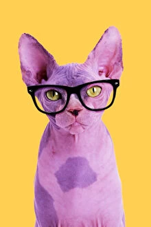 Sphynx Cat, wearing glasses