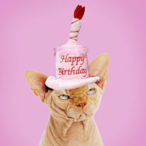 Sphynx Cat wearing Happy Birthday hat Digital manipulation