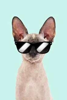 Sphynx Cat, wearing sunglasses