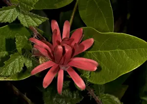 Spice bush / Californian Allspice - in flower