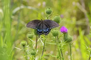 Swallowtail Prints: Spicebush swallowtail on Bull thistle Date: 02-08-2021
