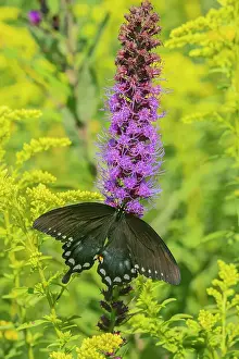 Star Prints: Spicebush Swallowtail (Papilio troilus) on Blazing Star (Liatris spicata) Marion County